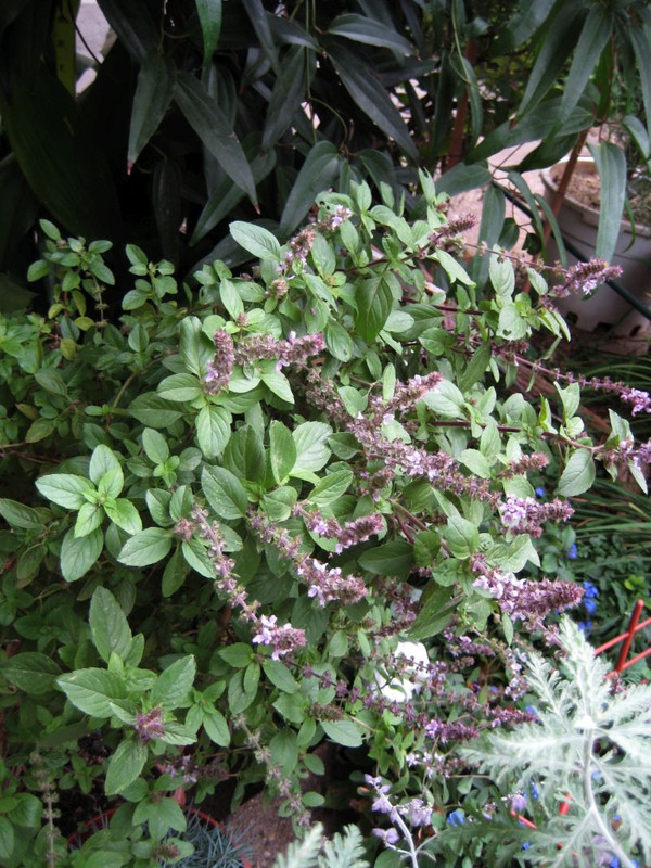 bosilak_magic_blue_oktobar