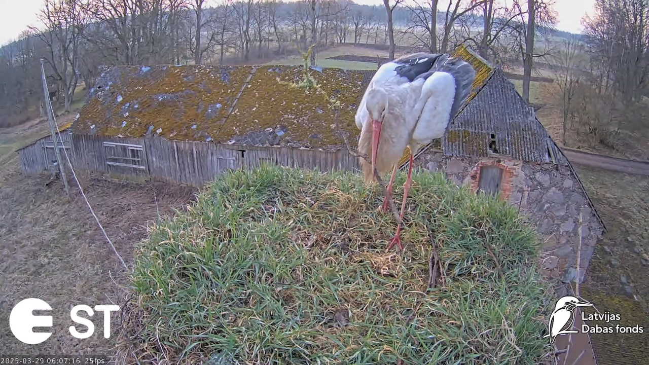 (19) Baltie stārķi (Ciconia ciconia) Tukuma novadā __ White storks in Tukums, Latvia - YouTube - 587
