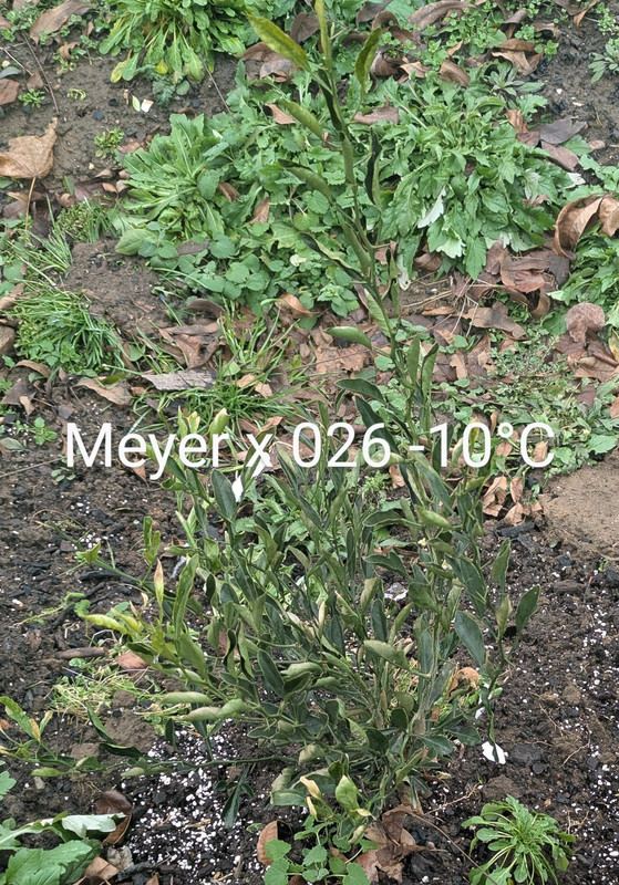 PXL_20241216_164445198~3