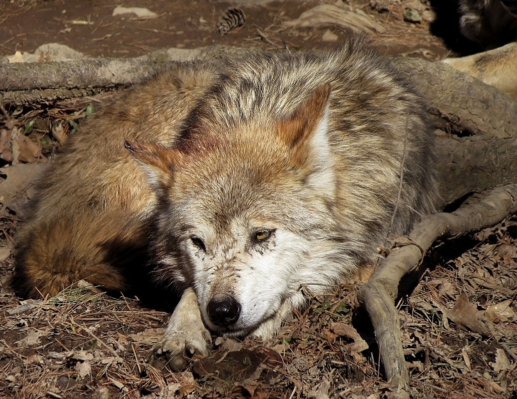 mexican-wolf-stock-20-by-hotnstock-d524tco.jpg