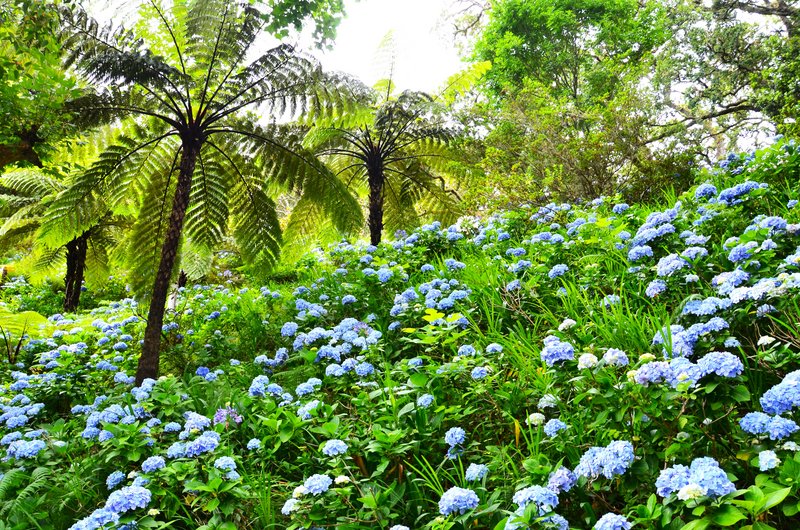 PARQUE TERRA NOSTRA-6-7-2014 - Portugal y sus pueblos-1996/2024 (21)