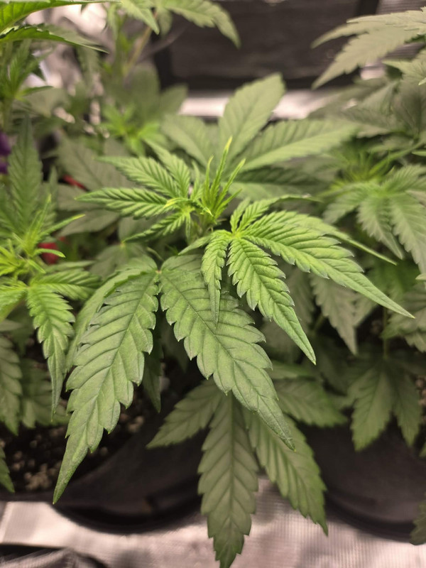 Messenger creation D74EB741 A9F9 4BC7 87B7 CFAD49D4E6D8