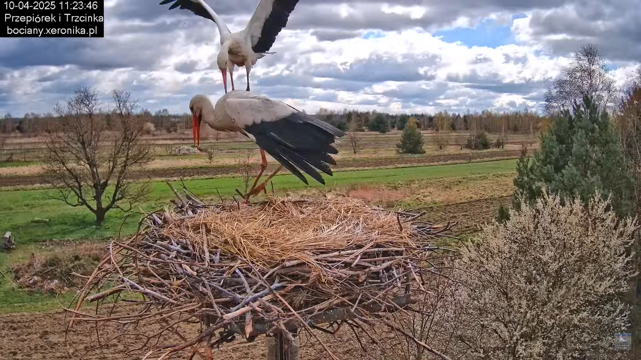 10042025bociany (31)