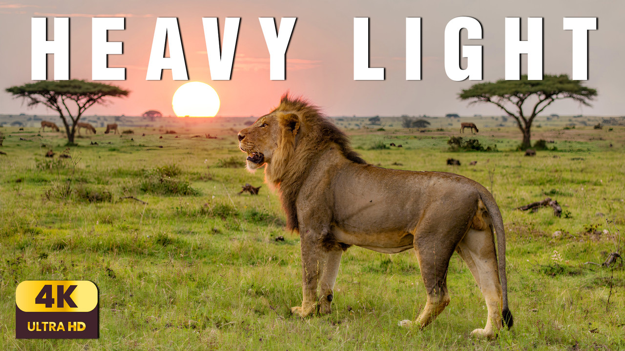 Under the African Sun | Relaxing Wildlife & Living Light of the Savannah