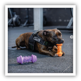 Site-Web-vignette-Instagram-Strong-28