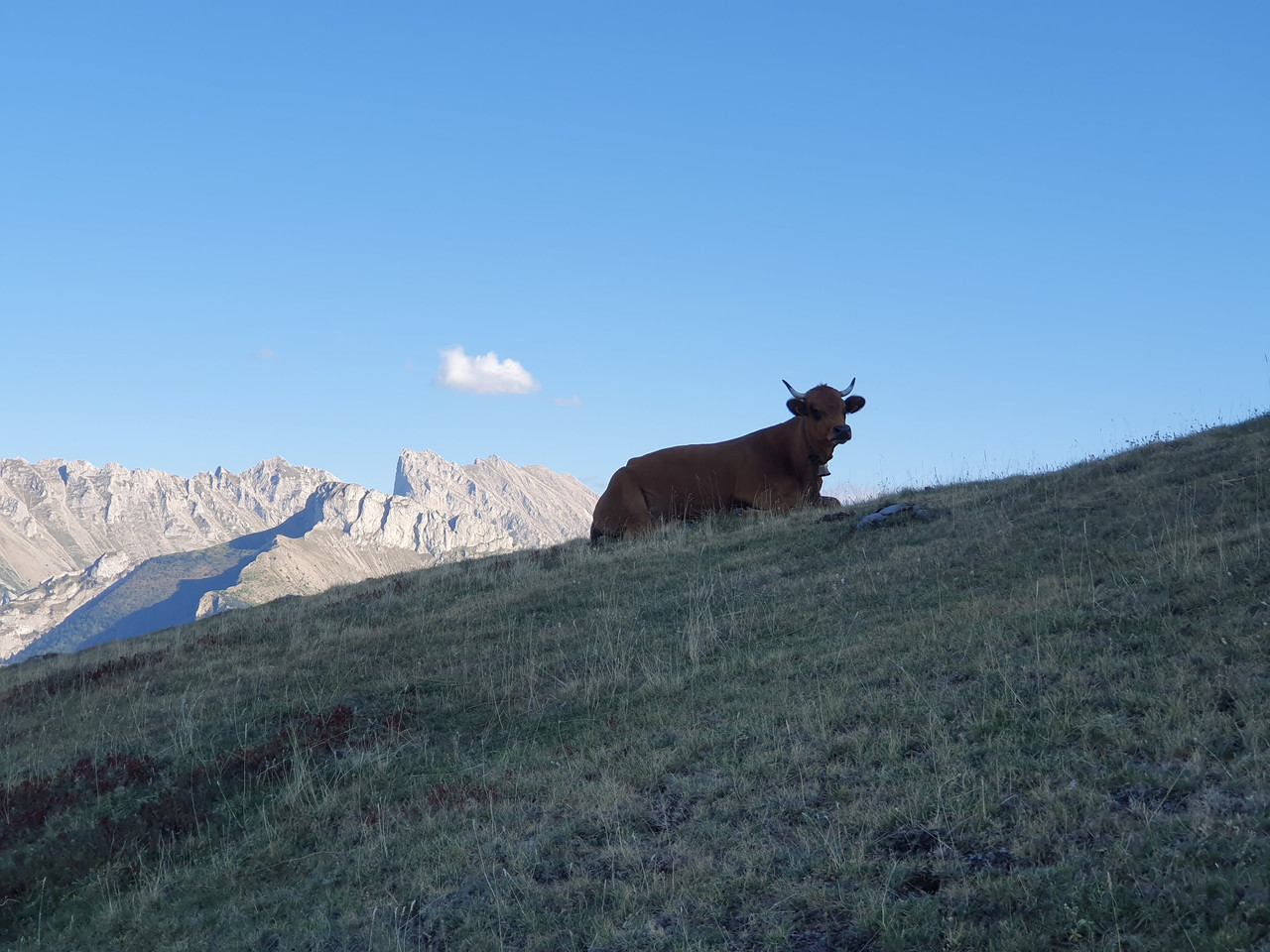 Alpi Samedi 50