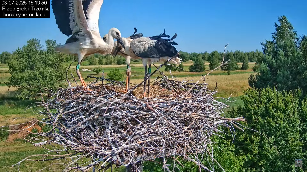 03072025bociany44
