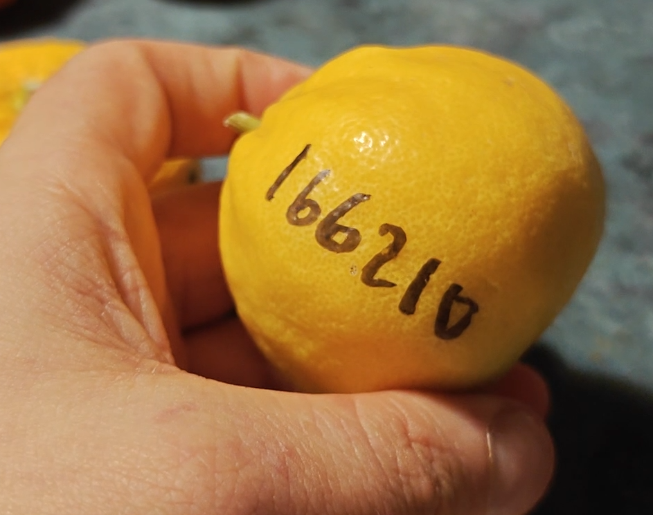 Citrus Starocco10 whole