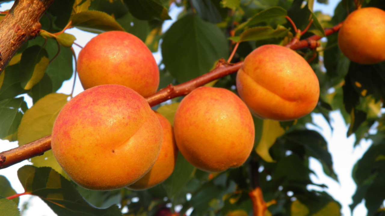Приготовление домашнего консервированного абрикоса для зимних запасов рецепты и рекомендации