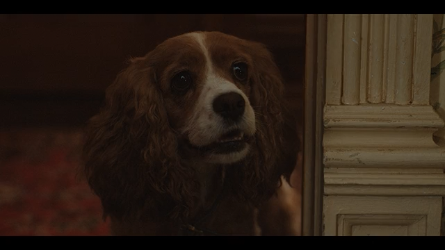 Lady and the Tramp [360p]_Video