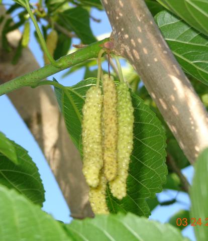 Australina Green Wht Pakistan P4