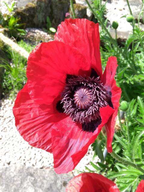 Klatschmohn-Blüte; Palmengarten 19.5.2023