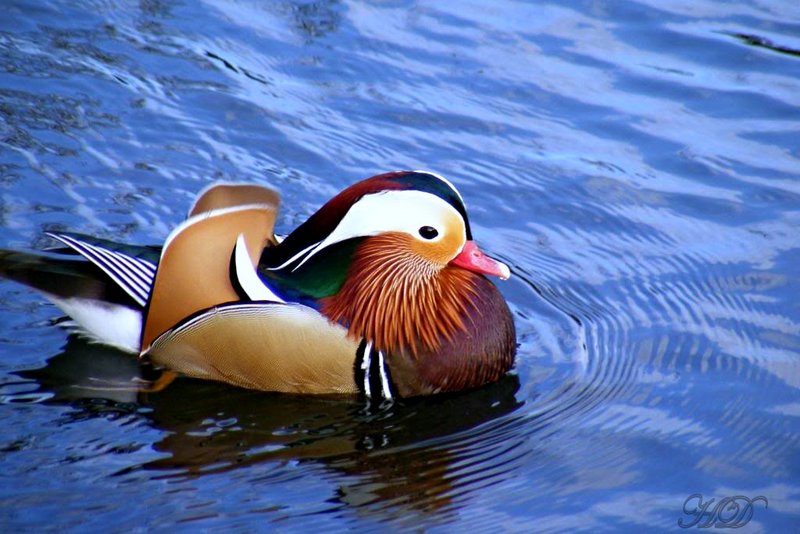 animals-manderin-duck-2-HD.jpg