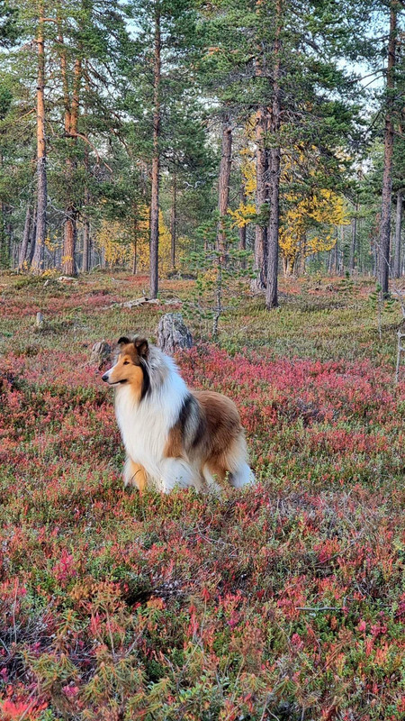 Pitkäkarvainen collie, Golden Mist Stormy Night Magic