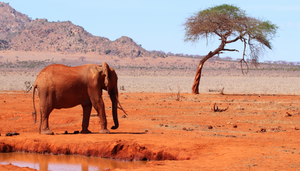 Kenya Grand Safari gallery image