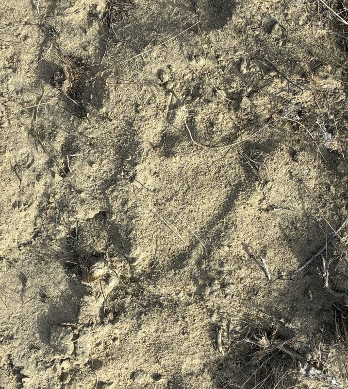 Griz bear Track