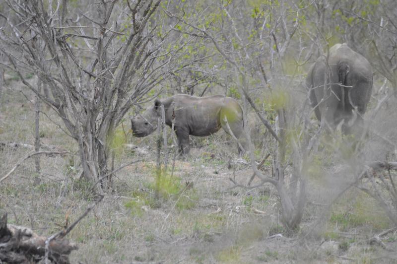 DÍA 8:  KRUGER (Berg-en-Dal) - Sudáfrica y Seychelles 2018 -  Una Honeymoon llena de vida (5)