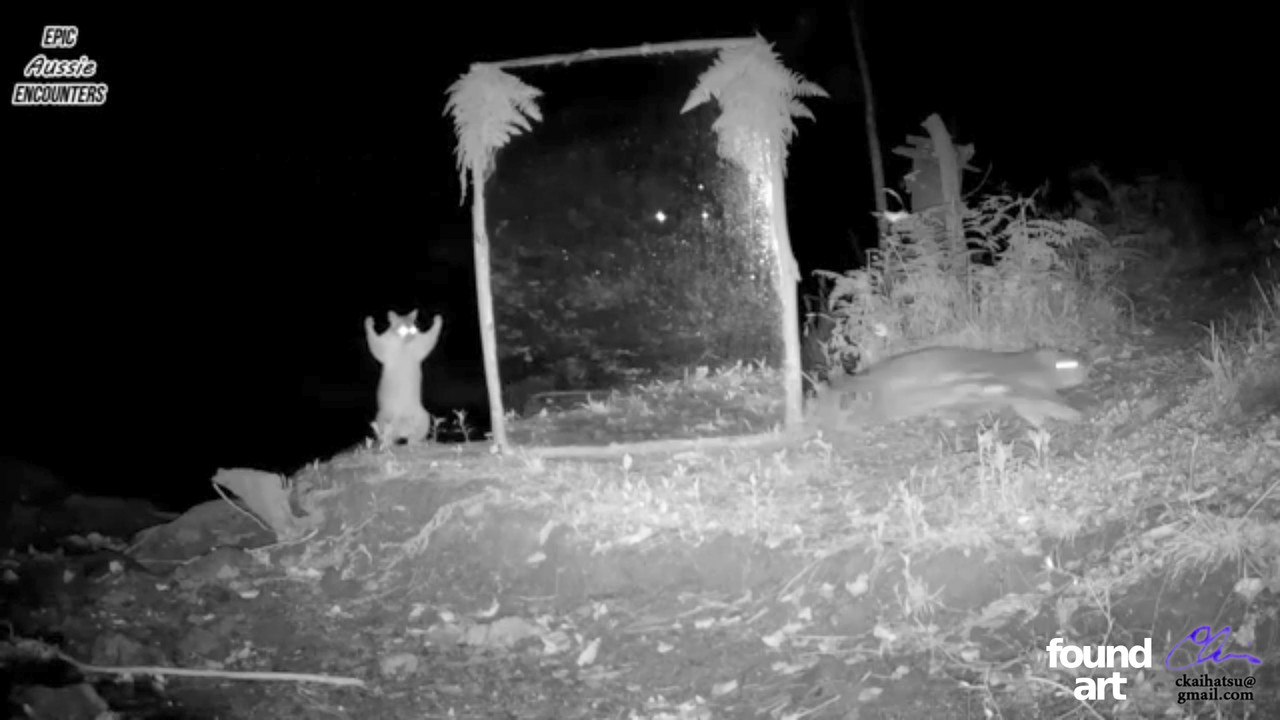 251218 251214 Aussie nature webcam STILL Screenshot at 2025 12 14 13 07 31 png xcf