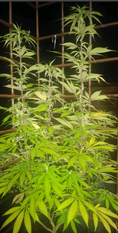 thumbnail_Screenshot_20200805-025259