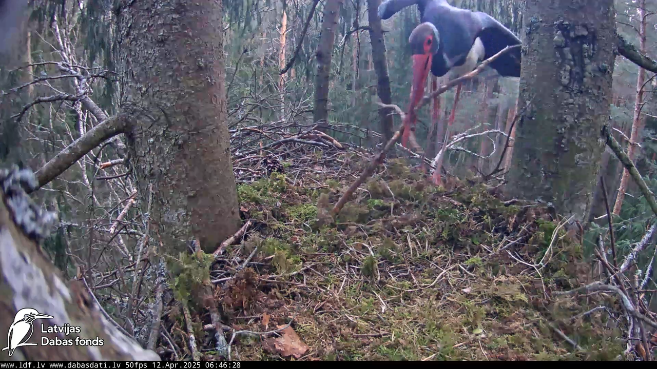(3) Mazais ērglis (Clanga pomarina), ligzda eglē __ Lesser spotted eagle in spruce, Zemgale, Latvia 