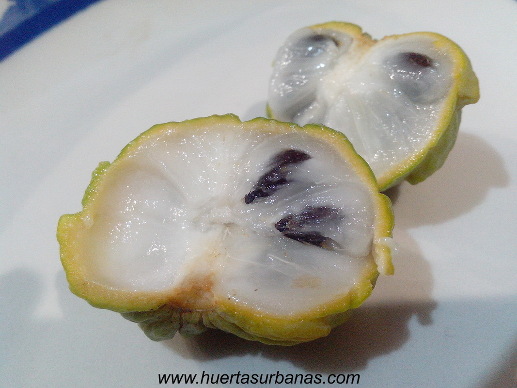 huertasurbanas_com_20180417_210815annona_parviflora_-3