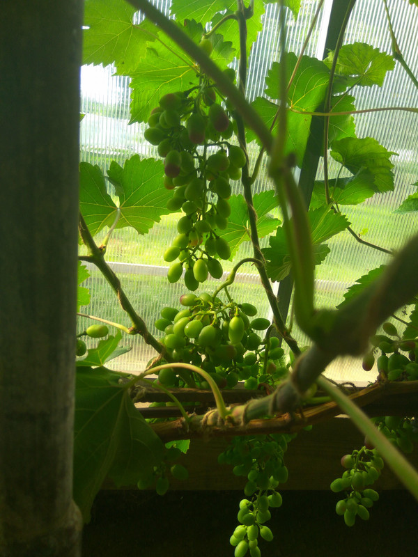 Чарли 28.07.2018