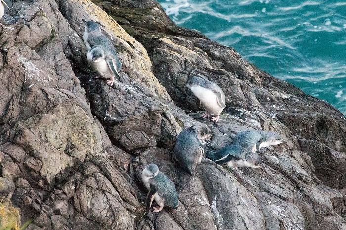 Penguin biru kecil, salah astu spesies langka yang ada di Selandia Baru