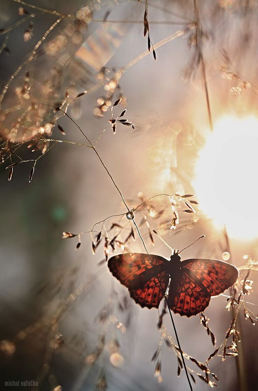 Soul-Deep-In-Nature.jpg