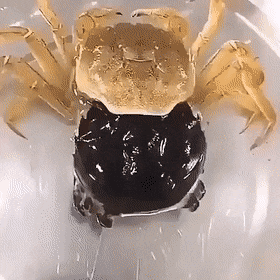 GIFs-12