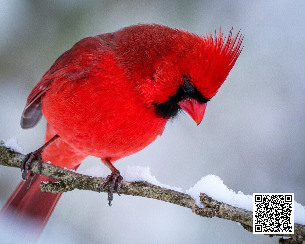 The Best Time of Year to Spot Cardinals in the Wild
