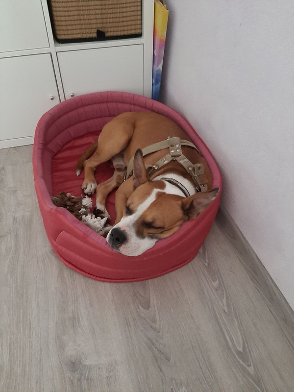 A2F4F52A-B3C5-43F8-BE78-CC1D3D29F226