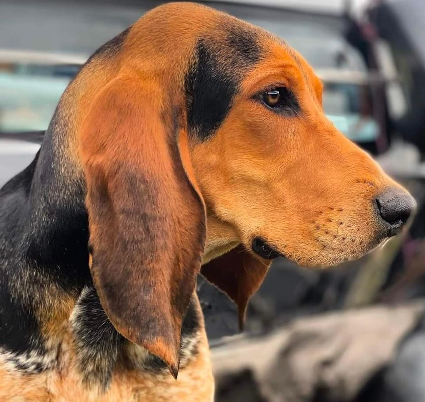 Is The Colombian Fino Hound A Good Breed Of Dog