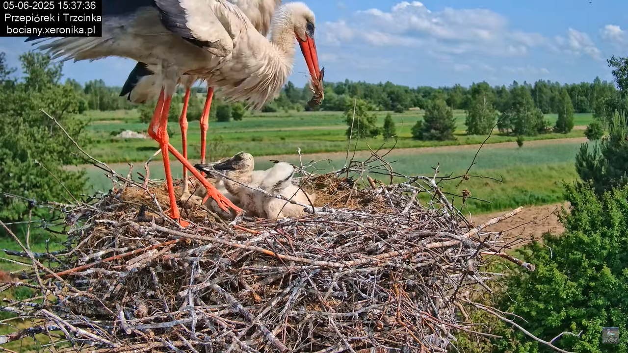 05062025bociany40