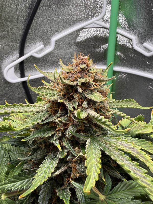 5D2F05D8-B228-483C-B1BE-8DDFD732D27A