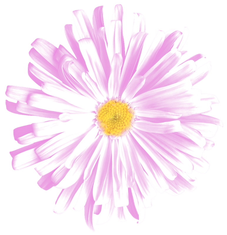Pink Aster 2