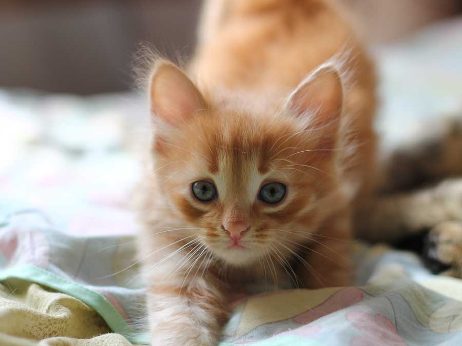 Meow-Good-Morning