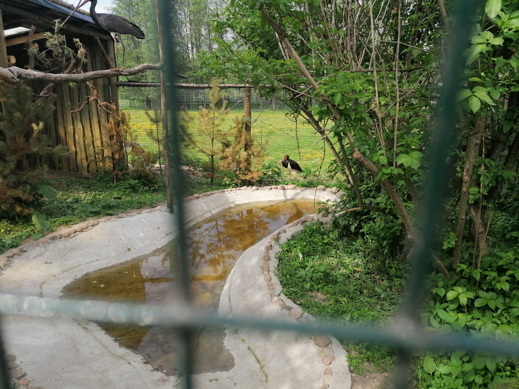 10.21 - IMG_20210604_151607 (Czesio1)