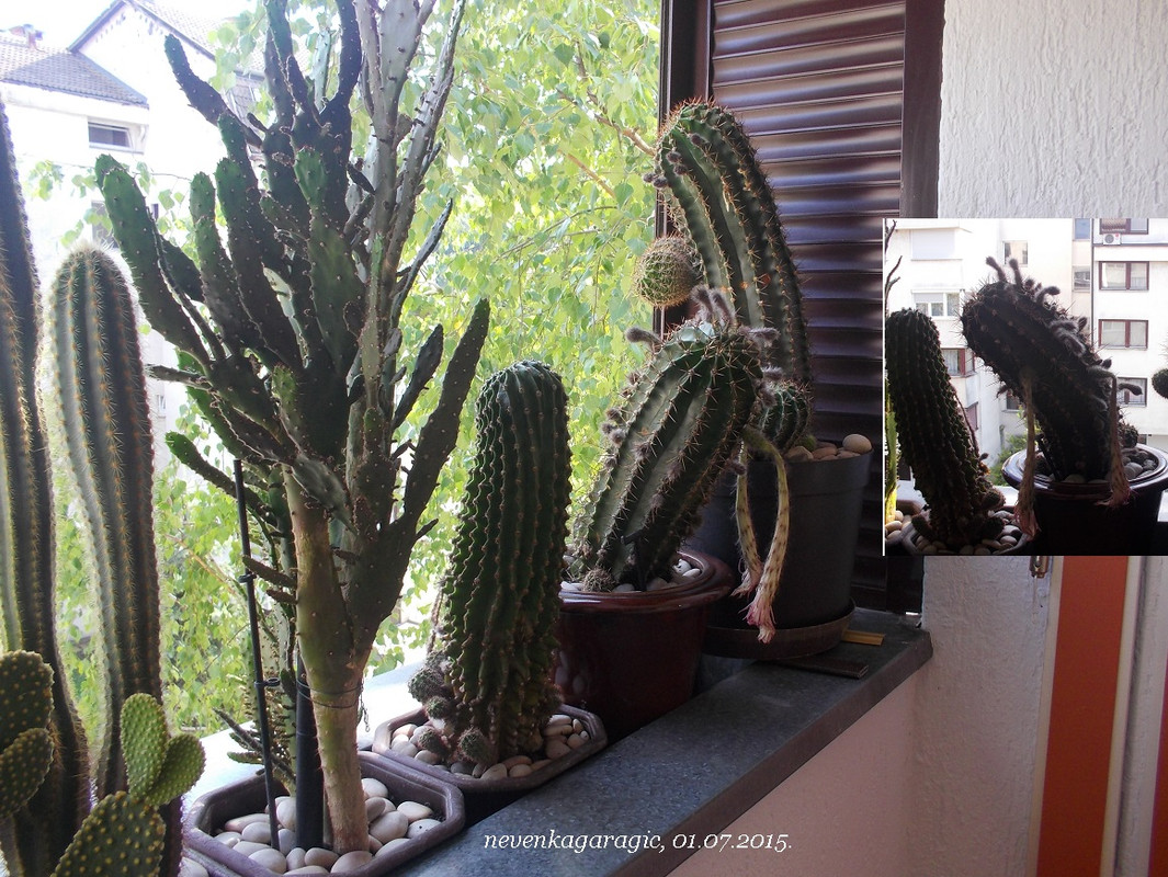 kaktusi -01.07.2015.