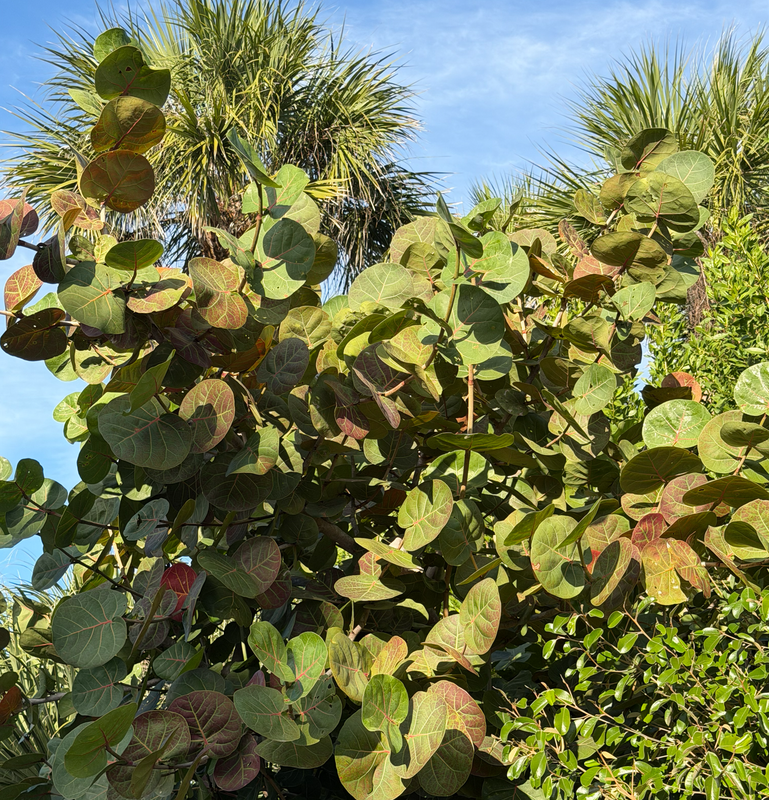 [Image: Sanibel-Island8.png]