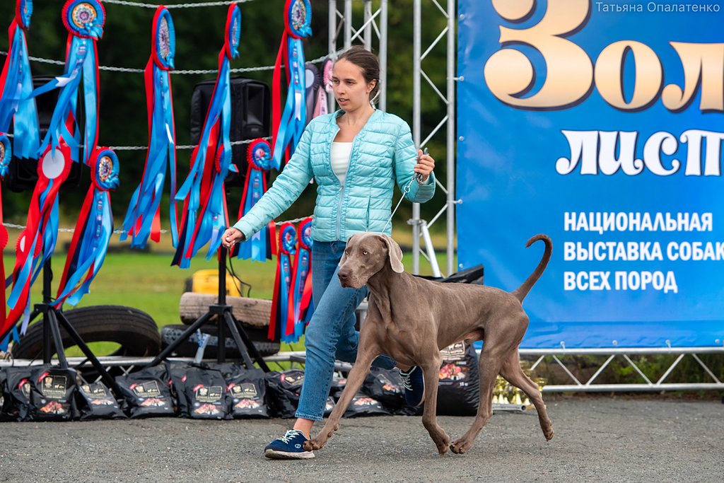 Броок гранд канис. Шёлковый путь выставка собак. Выставки скор. Призовые места на выставке собак. Интернациональная выставка собак.