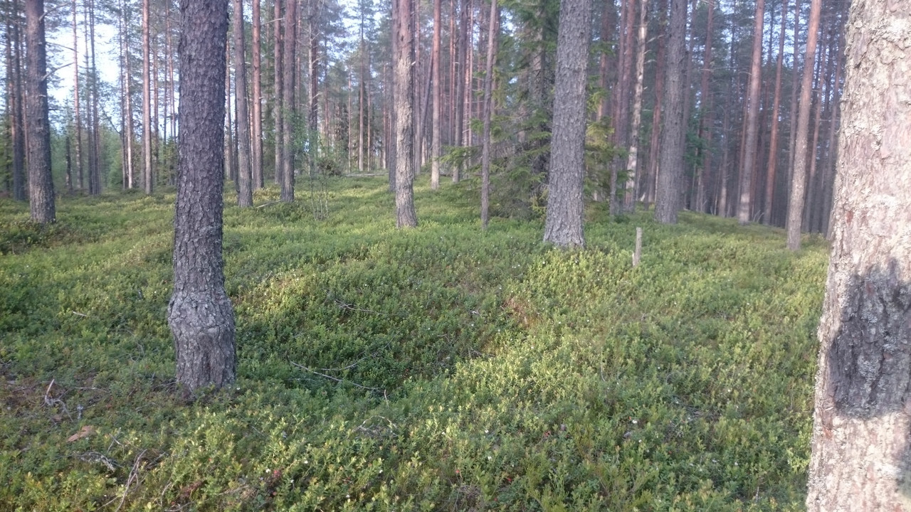 heinä4 011