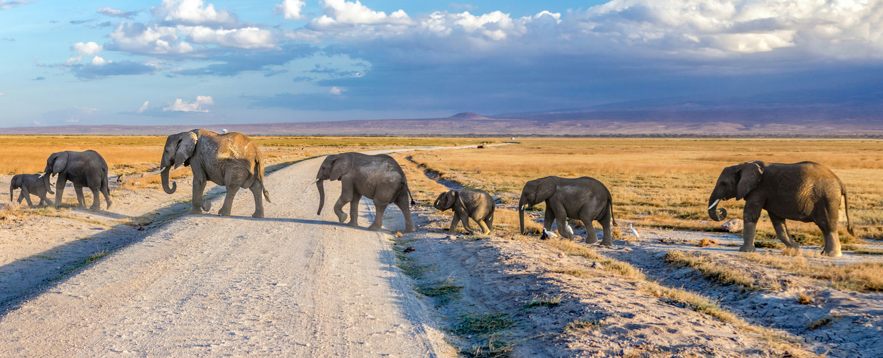 Amboseli game drive and wildlife experience
