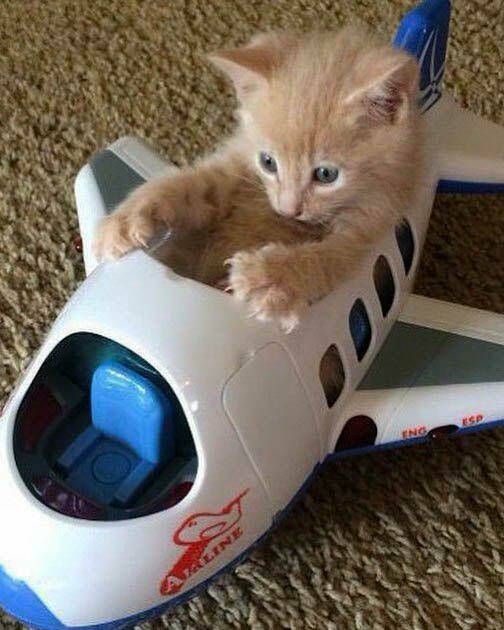 daily-picdump-36-6.jpg
