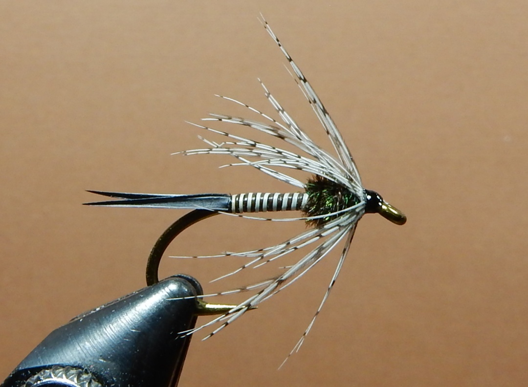 Puget-Bug-1080.jpg Puget-Bug-1080.jpg