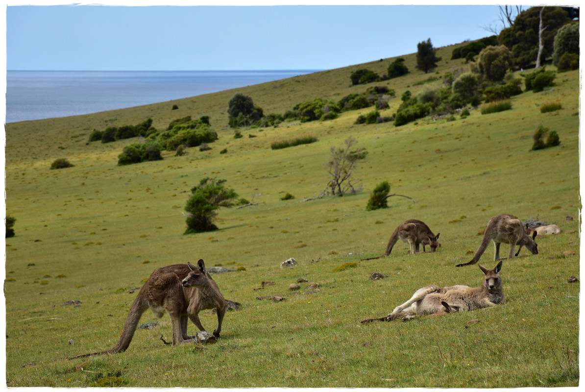Australia (II): Recorriendo Tasmania - Blogs de Australia - Maria Island National Park (10)