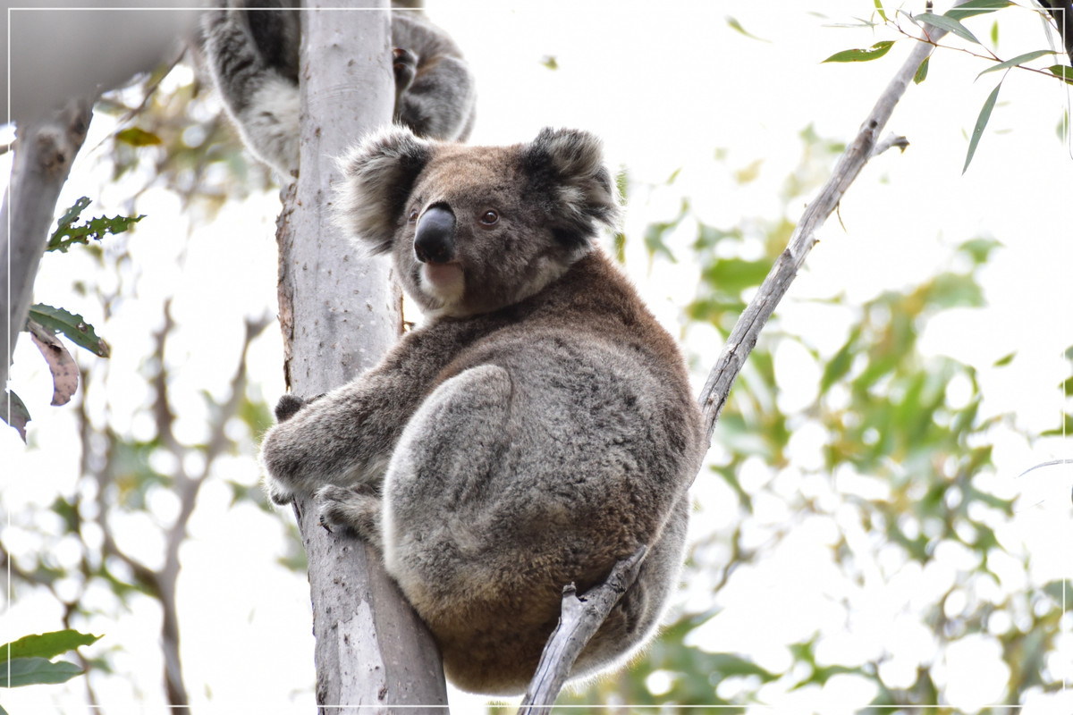 Australia (I): toma de contacto - Blogs de Australia - Kangaroo Island (51)