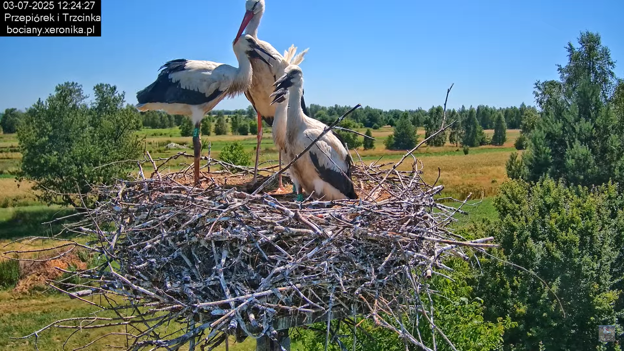 03072025bociany31