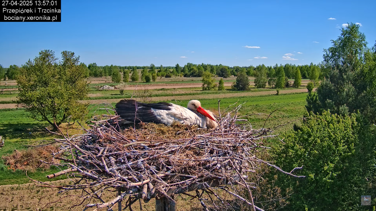 27042025bociany11