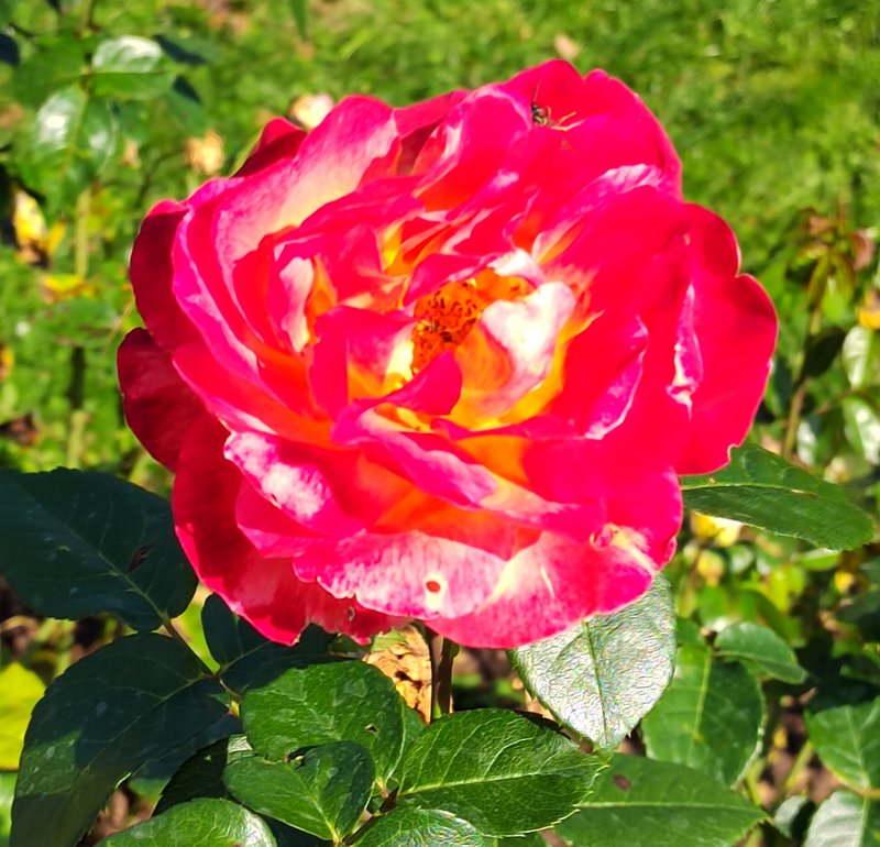 https://i.postimg.cc/DybXc6W2/053-IMG-20240918-121451-edit-282054220992663.jpg
