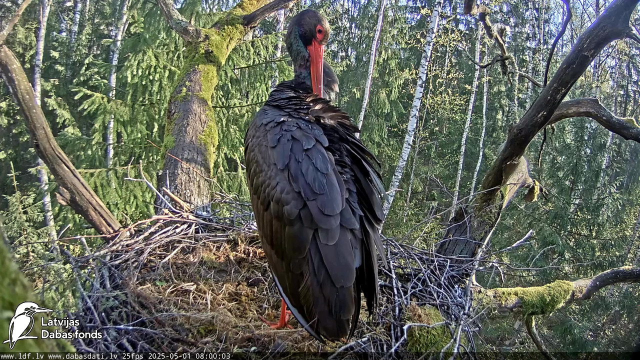 vlcsnap-2025-05-01-07h03m20s563